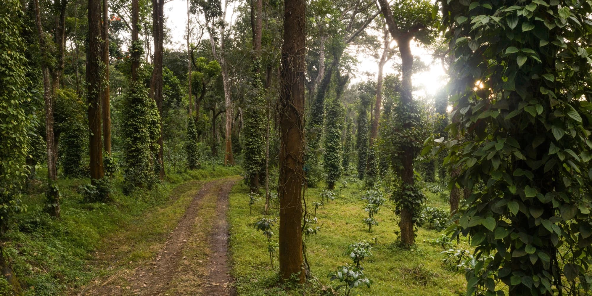 Coorg Banner Image
