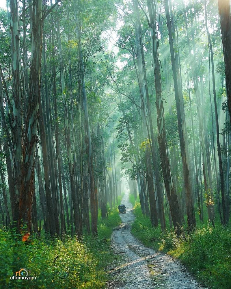 Kerala Banner Image