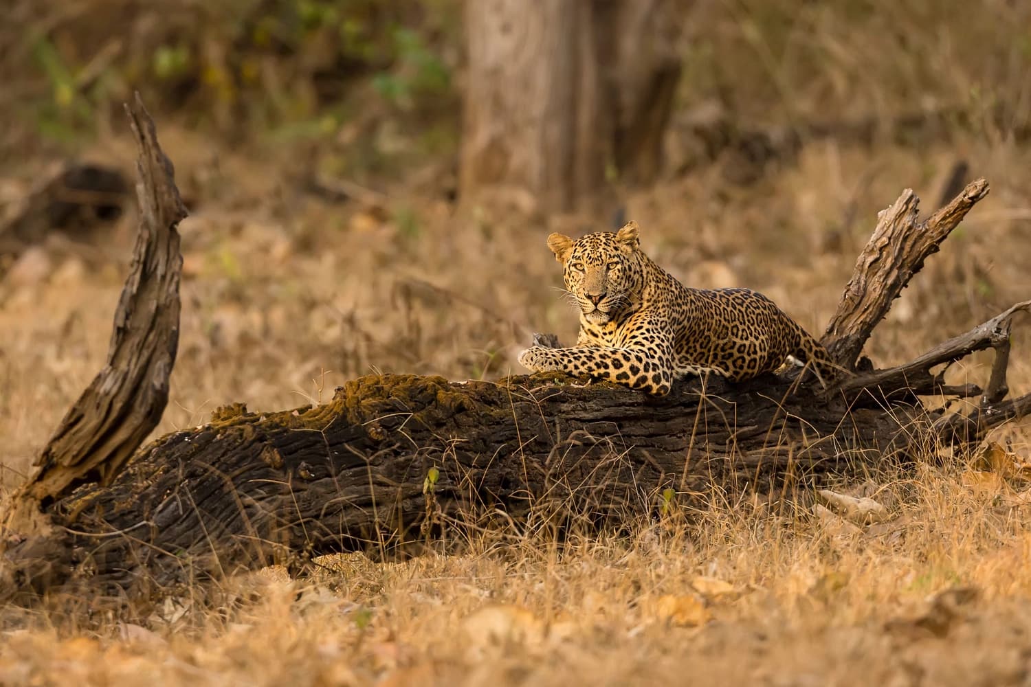 Kabini Banner Image